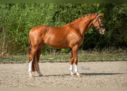 KWPN, Wałach, 4 lat, 171 cm, Kasztanowata