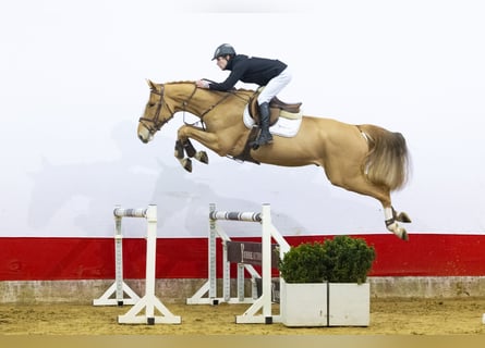 KWPN, Wałach, 4 lat, 171 cm