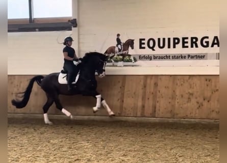 KWPN, Wałach, 4 lat, 172 cm, Ciemnogniada