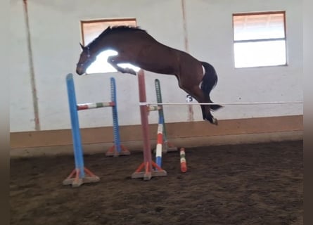 KWPN, Wałach, 4 lat, 172 cm, Gniada
