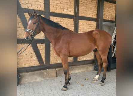 KWPN, Wałach, 4 lat, 172 cm, Gniada