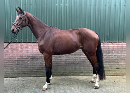 KWPN, Wałach, 4 lat, 173 cm, Gniada