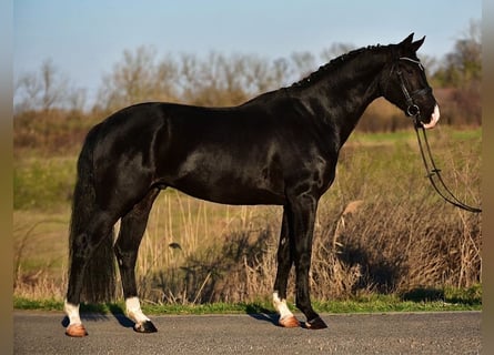 KWPN, Wałach, 4 lat, 173 cm, Kara