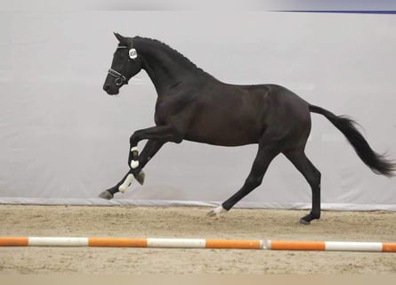 KWPN, Wałach, 4 lat, 174 cm, Kara