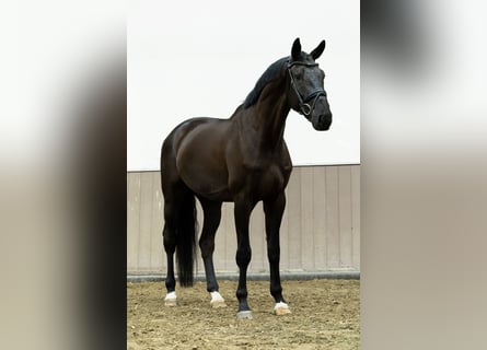 KWPN, Wałach, 4 lat, 178 cm, Kara
