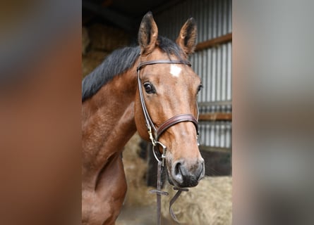 KWPN, Wałach, 5 lat, 167 cm, Gniada