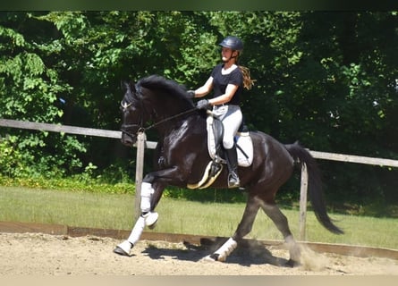 KWPN, Wałach, 5 lat, 167 cm, Kara