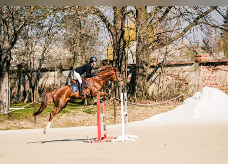 KWPN, Wałach, 5 lat, 167 cm, Kasztanowata