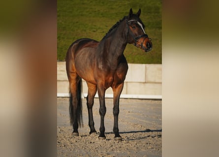 KWPN, Wałach, 5 lat, 167 cm, Skarogniada