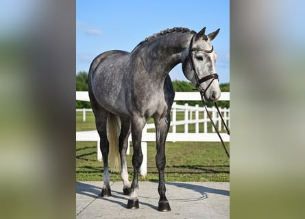 KWPN, Wałach, 5 lat, 168 cm, Siwa