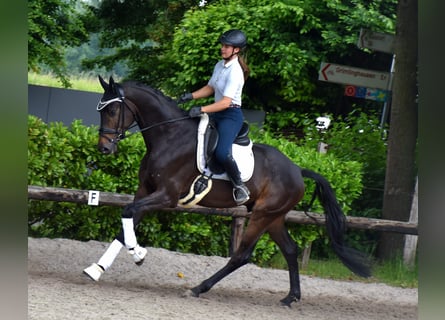 KWPN, Wałach, 5 lat, 170 cm, Ciemnogniada