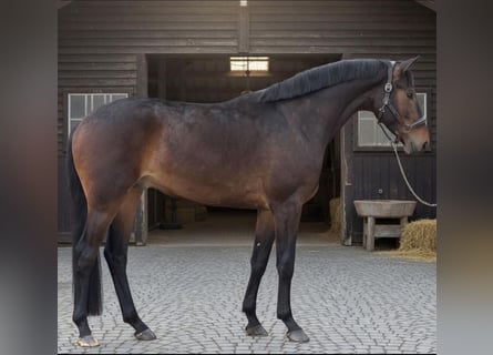 KWPN, Wałach, 5 lat, 170 cm, Gniada