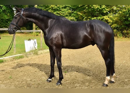 KWPN, Wałach, 5 lat, 170 cm, Kara