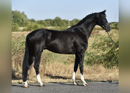 KWPN, Wałach, 5 lat, 171 cm, Kara