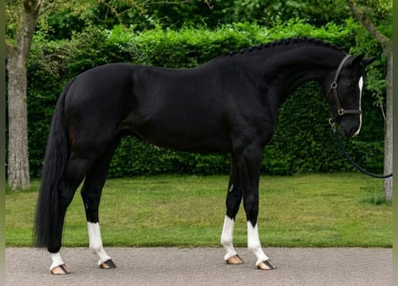 KWPN, Wałach, 5 lat, 171 cm, Kara