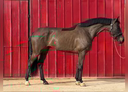 KWPN, Wałach, 5 lat, 172 cm, Gniada