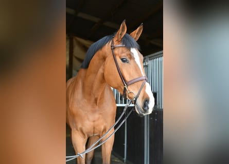 KWPN, Wałach, 5 lat, 174 cm, Gniada