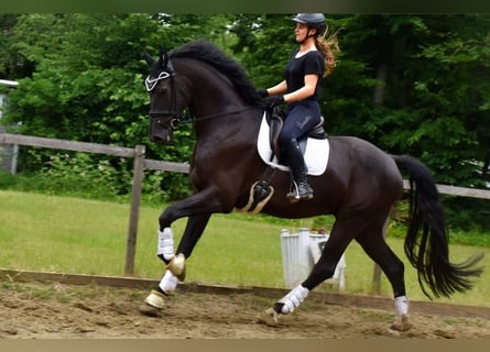 KWPN, Wałach, 5 lat, 178 cm, Ciemnogniada