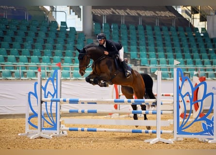 KWPN, Wałach, 5 lat, 178 cm, Gniada