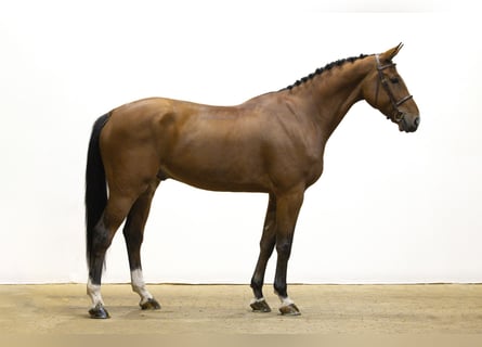 KWPN, Wałach, 5 lat, 178 cm, Gniada