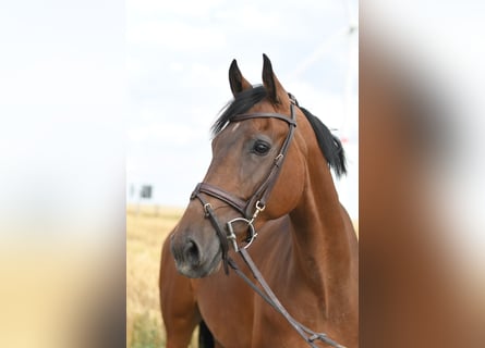 KWPN, Wałach, 6 lat, 162 cm, Gniada