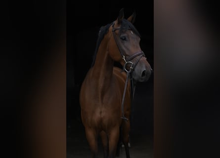 KWPN, Wałach, 6 lat, 165 cm, Gniada