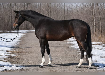 KWPN, Wałach, 6 lat, 168 cm, Ciemnogniada