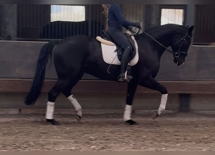 KWPN, Wałach, 6 lat, 168 cm, Kara