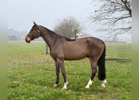 KWPN, Wałach, 6 lat, 168 cm