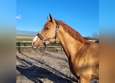 KWPN, Wałach, 6 lat, 169 cm, Kasztanowata