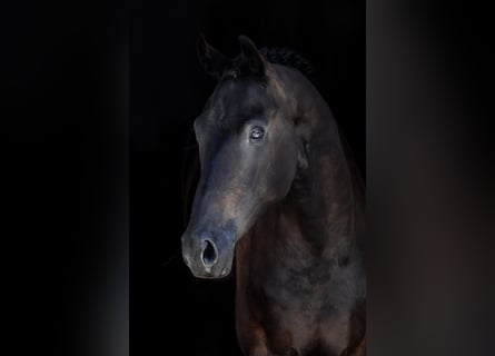 KWPN, Wałach, 6 lat, 170 cm, Ciemnogniada