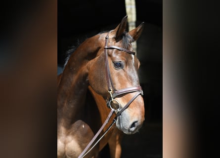 KWPN, Wałach, 6 lat, 170 cm, Gniada