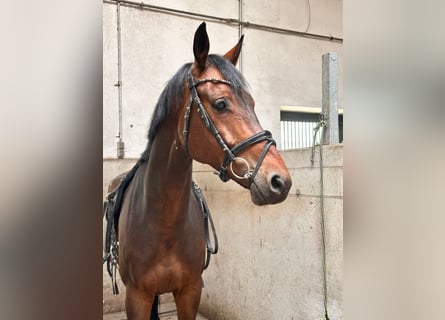 KWPN, Wałach, 6 lat, 170 cm, Gniada