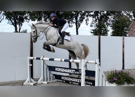 KWPN, Wałach, 6 lat, 170 cm, Siwa