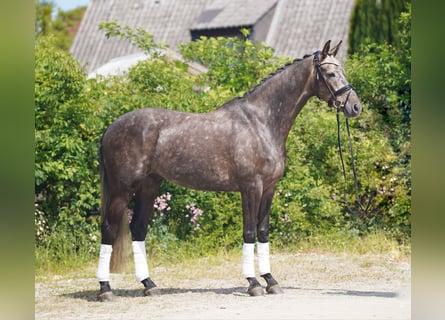 KWPN, Wałach, 6 lat, 171 cm, Siwa
