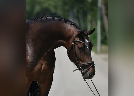 KWPN, Wałach, 6 lat, 172 cm, Ciemnogniada