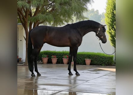 KWPN, Wałach, 6 lat, 173 cm, Ciemnogniada