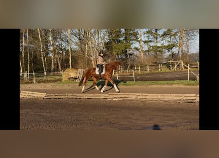KWPN, Wałach, 6 lat, 173 cm, Kasztanowata