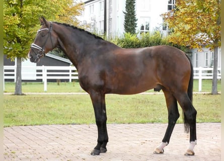 KWPN, Wałach, 6 lat, 180 cm, Gniada