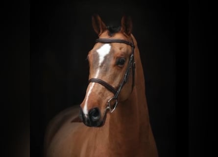 KWPN, Wałach, 6 lat, Gniada