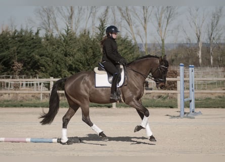 KWPN, Wałach, 7 lat, 165 cm, Ciemnogniada