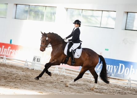 KWPN, Wałach, 7 lat, 165 cm, Gniada