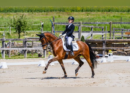 KWPN, Wałach, 7 lat, 166 cm, Gniada