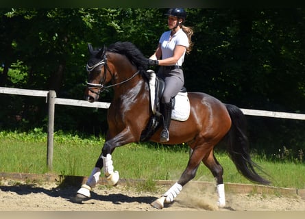 KWPN, Wałach, 7 lat, 167 cm, Ciemnogniada