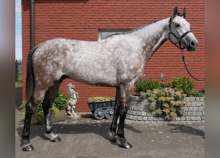 KWPN, Wałach, 7 lat, 168 cm, Siwa jabłkowita