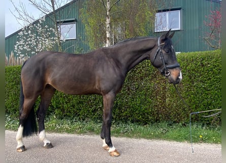 KWPN, Wałach, 7 lat, 169 cm, Skarogniada