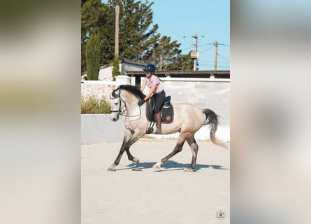 KWPN, Wałach, 7 lat, 170 cm, Bułana