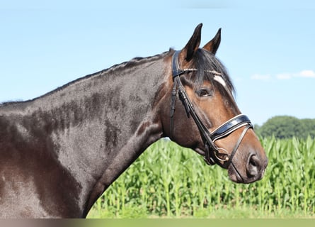 KWPN, Wałach, 7 lat, 170 cm, Gniada