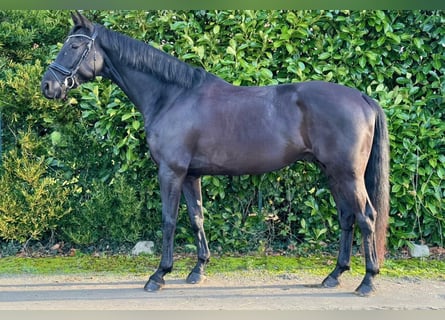 KWPN, Wałach, 7 lat, 171 cm, Kara