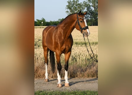 KWPN, Wałach, 7 lat, 172 cm, Gniada